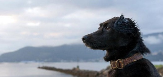 Es #FalsoEnLasRedes la imagen de “Comando”, el perro que acompañaba al submarino ARA San Juan