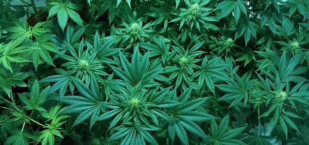 ¿Qué evidencias hay sobre los efectos del cannabis medicinal?
