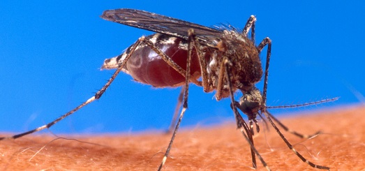 Cinco puntos para entender la emergencia del Zika