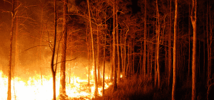 El 70% de los incendios en la Provincia ocurren por causas desconocidas