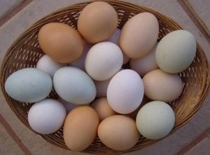 ¿Son más nutritivos los huevos marrones que los blancos?