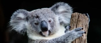 Rocío Marengo y el koala: cómo un chiste se convierte en desinformación