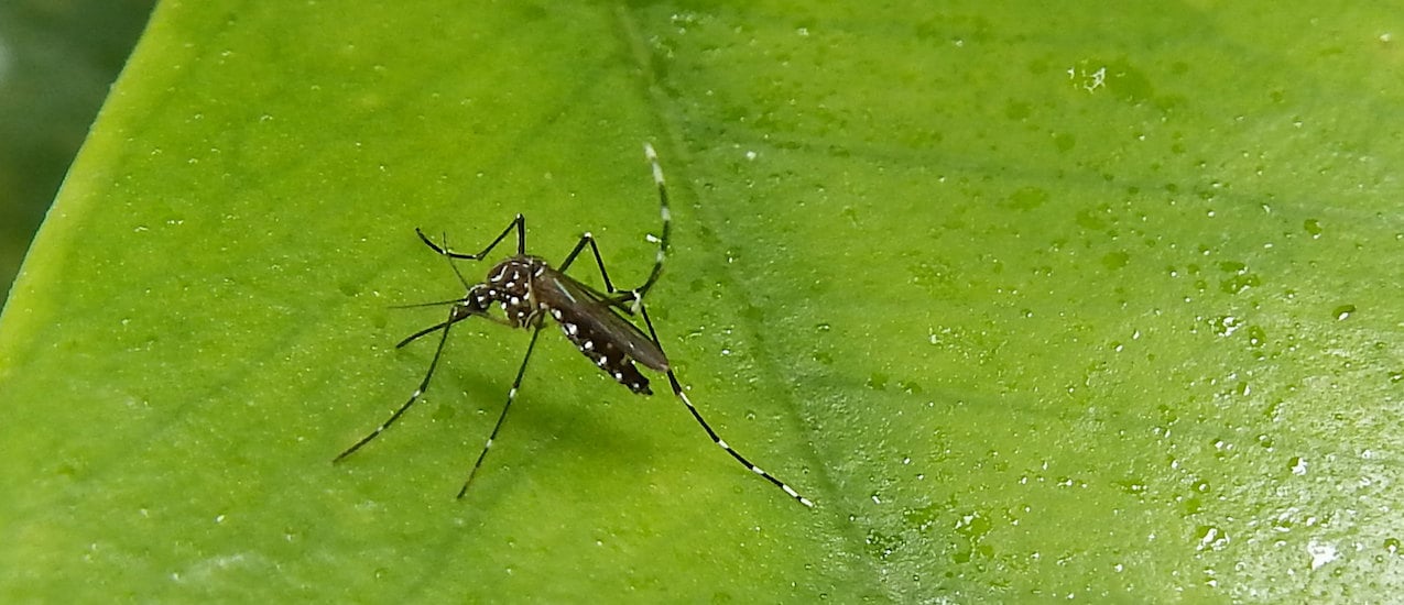 Dengue: cuál es la situación actual y cómo se previene la enfermedad