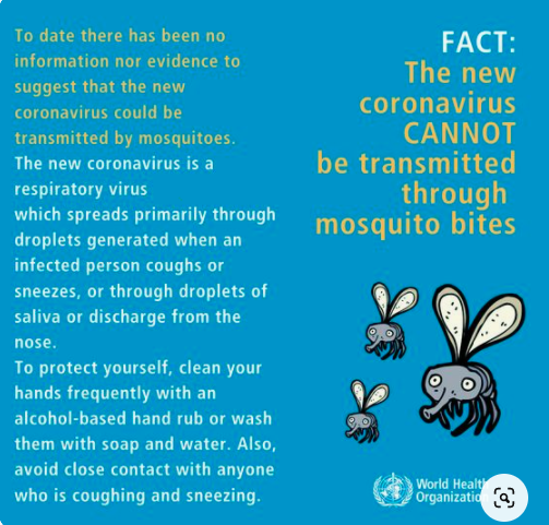 El coronavirus no se transmite por mosquitos