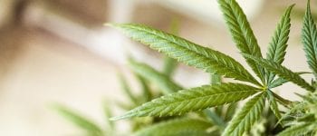Ventajas e inconvenientes de las semillas de cannabis