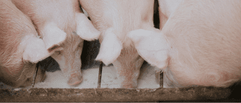 ¿En qué consiste el proyecto de la Argentina con China para producir carne de cerdo?