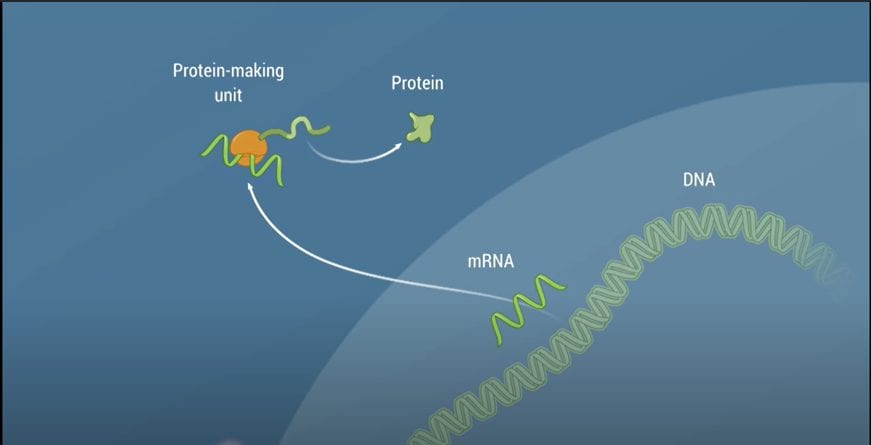 No, el director médico de Moderna no admitió que la vacuna de ARN mensajero modifica el ADN