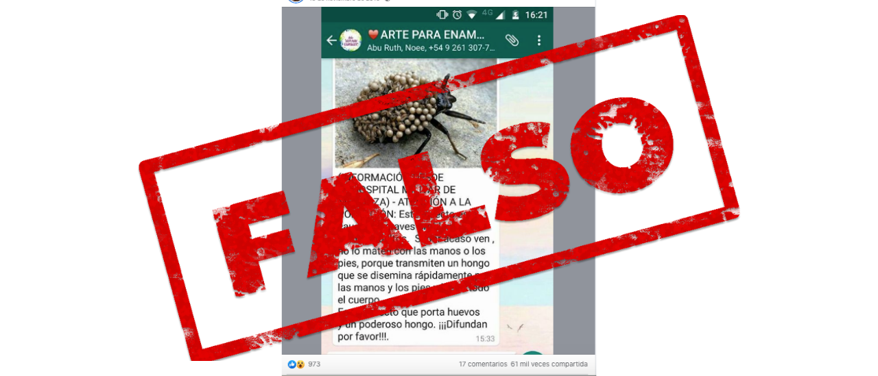 Es falso que un insecto produce un “hongo en la piel” si se lo mata con las manos o los pies
