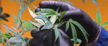Más de 50 mil personas están habilitadas para cultivar cannabis medicinal