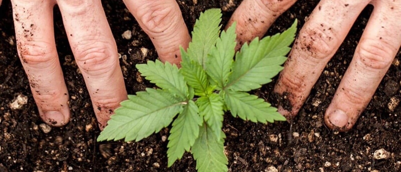 Reprocann: cómo funciona el registro nacional para el cultivo de cannabis medicinal