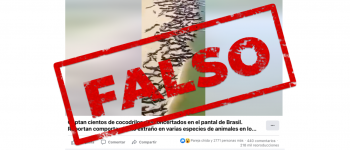 No, este video no muestra cientos de cocodrilos desconcertados en Brasil