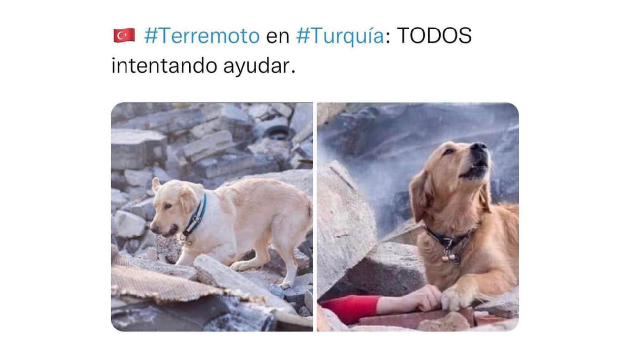 No, la foto del perro rescatista no fue tomada tras el terremoto en Turquía