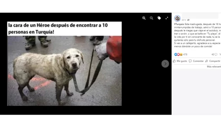No, esta foto no muestra a un perro rescatista que salvó a 10 personas en Turquía: fue tomada en 2014 en los Estados Unidos