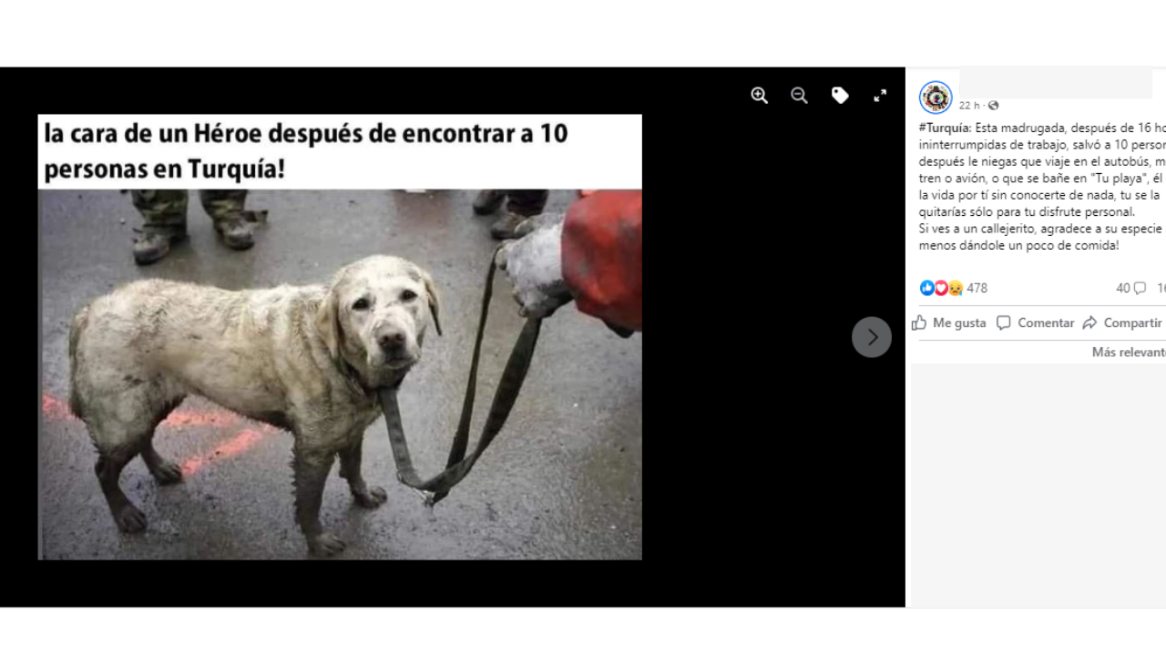 No, esta foto no muestra a un perro rescatista que salvó a 10 personas en Turquía: fue tomada en 2014 en los Estados Unidos