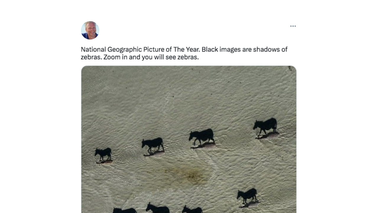Esta foto de una manada de cebras y su sombra no fue premiada como imagen del año por National Geographic