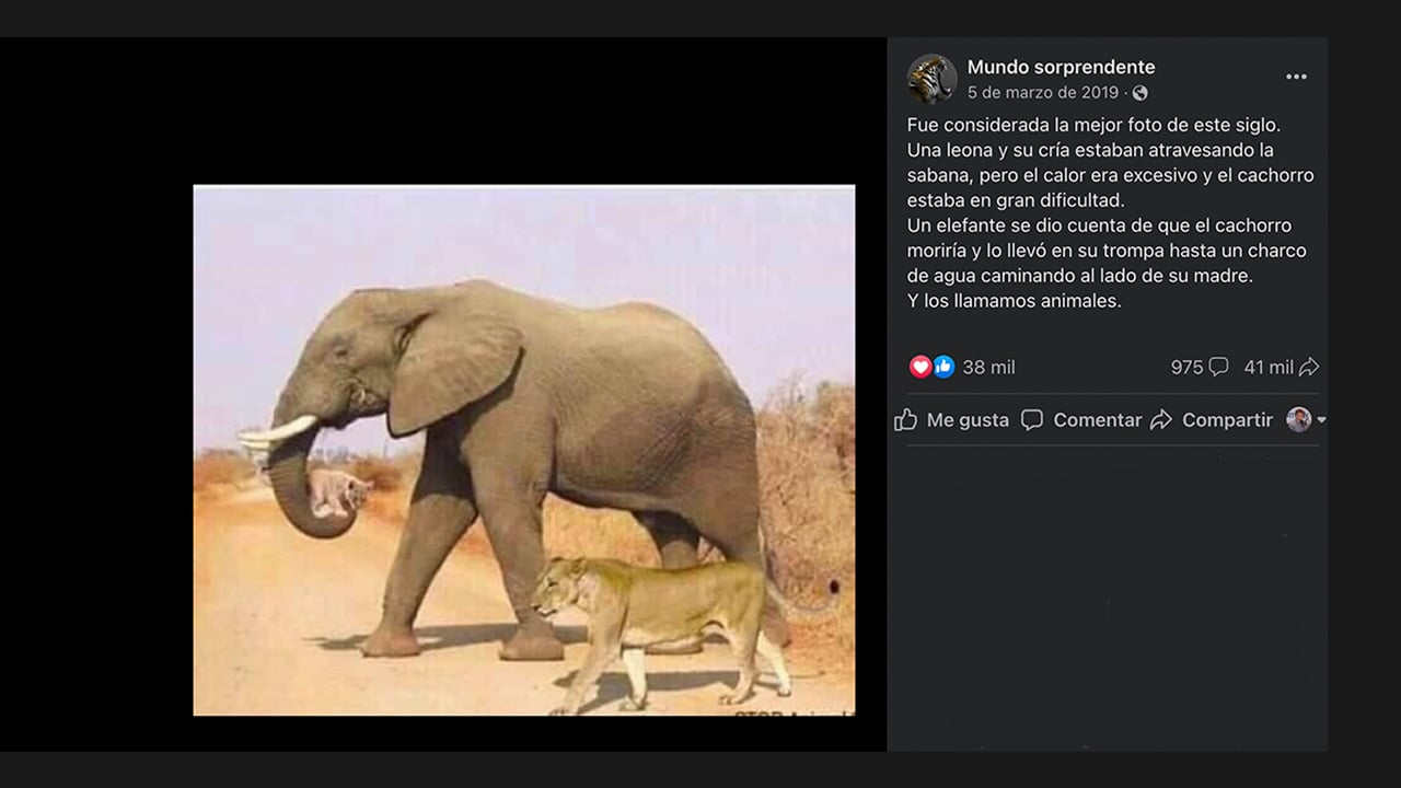 No, la foto de la leona y el elefante cargando un león cachorro no es real, es una broma del Día de los Inocentes