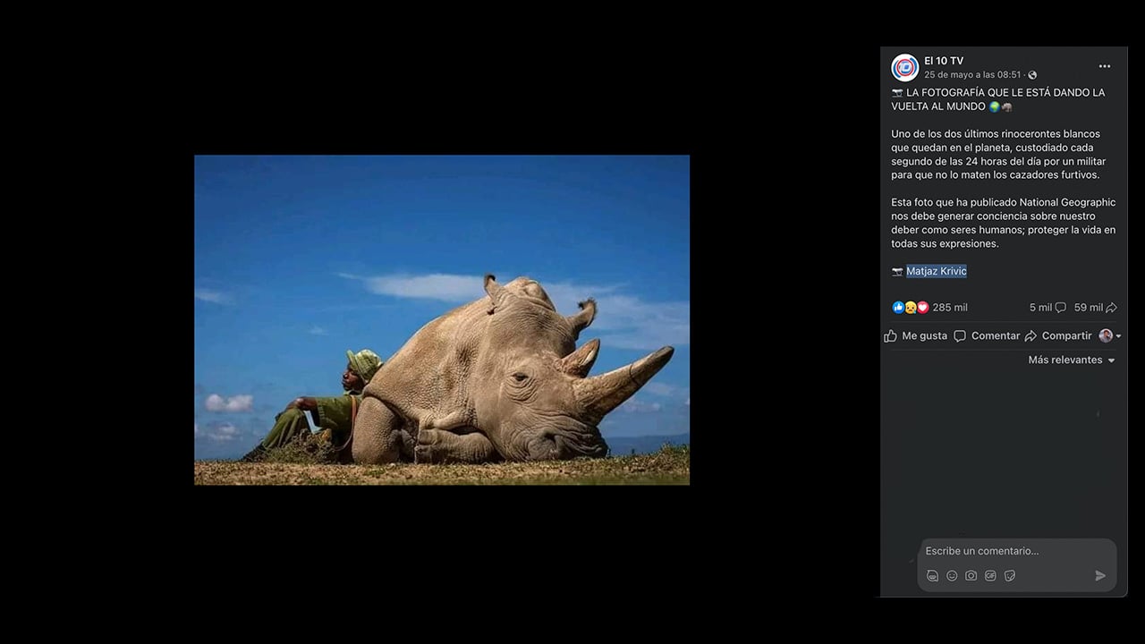 Sí, esta imagen de un rinoceronte blanco junto a su cuidador es verdadera