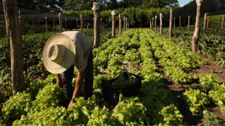 El mito de que la Argentina produce alimentos para 400 millones de personas