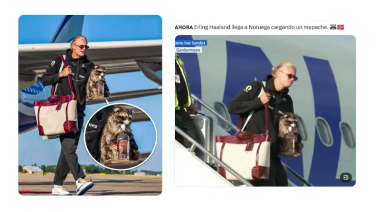 El video de Erling Haaland con un mapache disecado es real: el futbolista compró la pieza en Dallas y reavivó el debate sobre la taxidermia